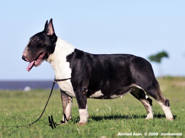 Asin Lady Black | Bull Terrier 