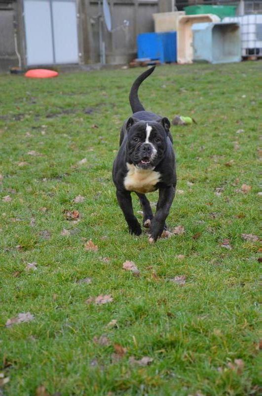 Whitebulls Cleo Fhantom | Olde English Bulldogge 