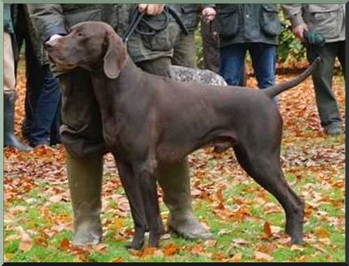 Treff Rothenuffeln | German Shorthaired Pointer 