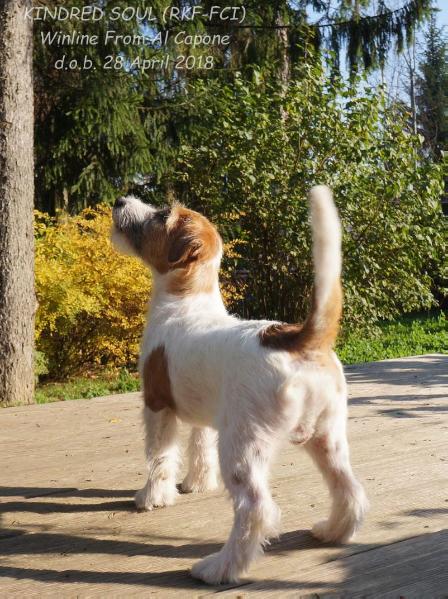 Kindred Soul Winline from Al Capone | Jack Russell Terrier 