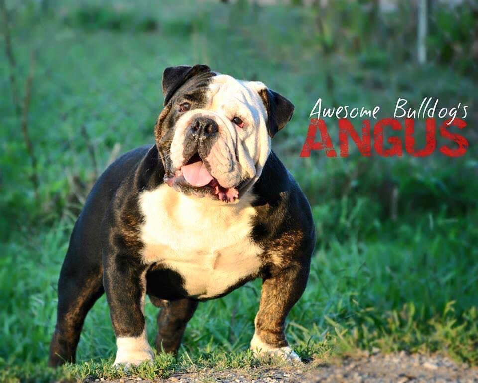 Awesome Bulldog's Angus | Olde English Bulldogge 