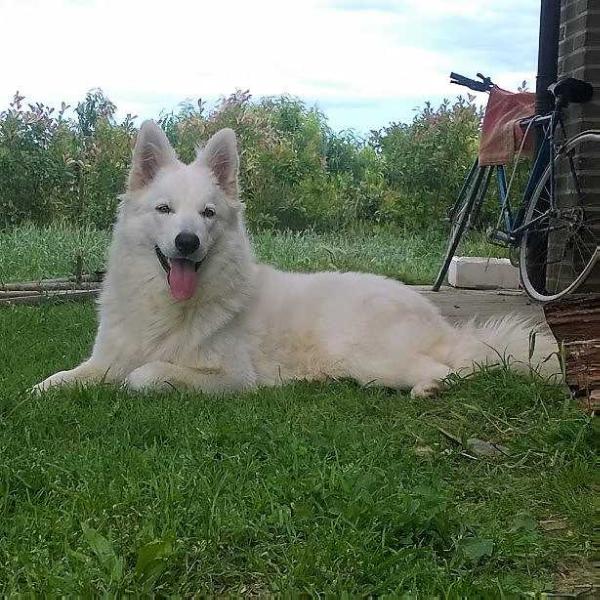 Belen | White Swiss Shepherd Dog 