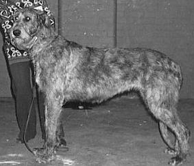 Eaglescrag Kelt | Irish Wolfhound 