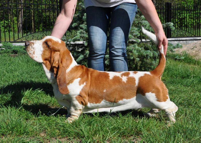 SASZA Z Sennej Krainy FCI | Basset Hound 