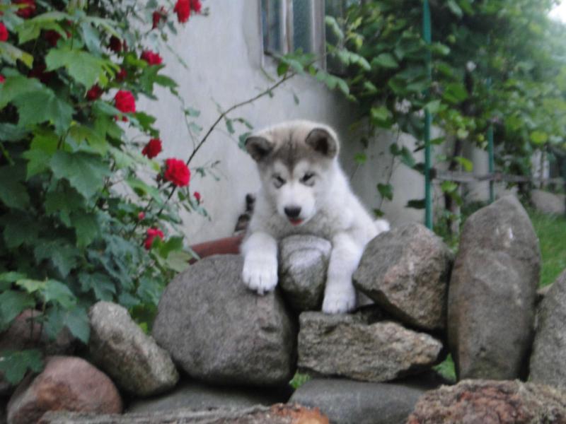 Simba Wolf Huts | Alaskan Malamute 