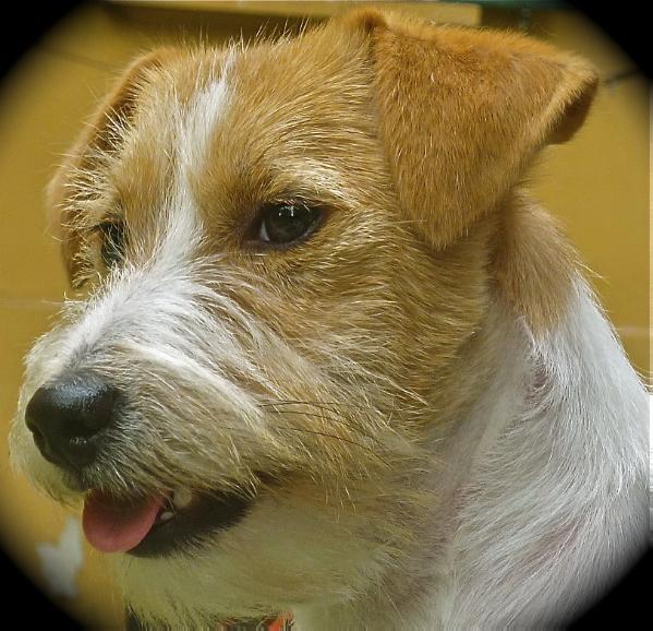 Tutta La Vita di Sutri | Jack Russell Terrier 