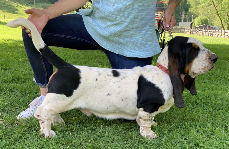 BassetBottomBassets BillyJack | Basset Hound 