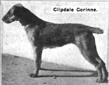 Clipdale Corinne | Airedale Terrier 