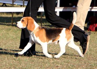 Milroc Voxcreek I'm on Fire (Imp USA) | Beagle 