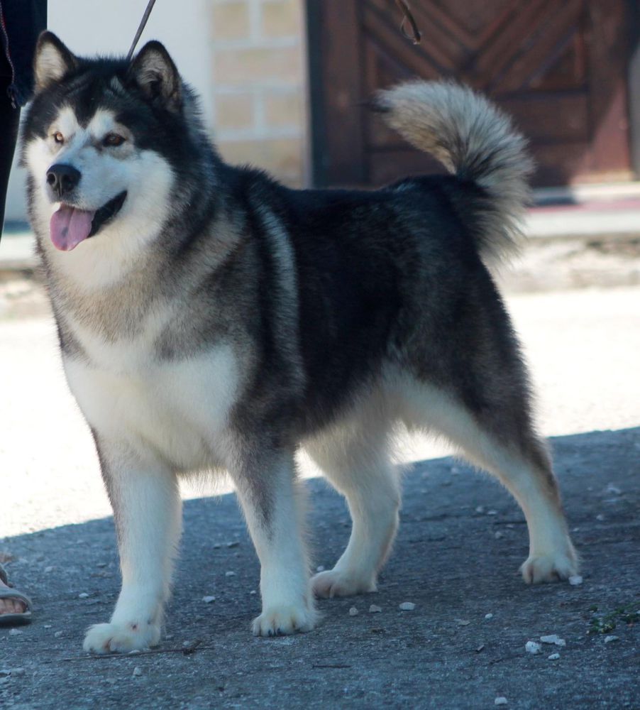 Adair'N'Hug Some Kinda Wonderful | Alaskan Malamute 