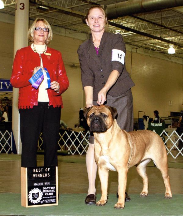 Winning Colors Living Legend | Bullmastiff 