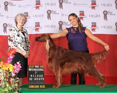 Triaccan Irish Baiarda Beatrice | Irish Setter 