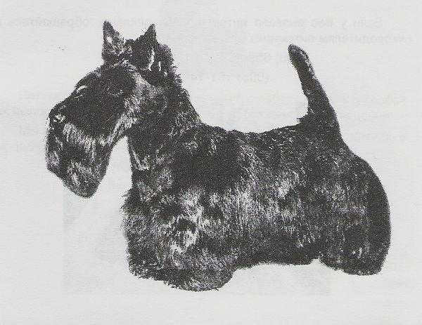 Zhanett Scottish Impress | Scottish Terrier 