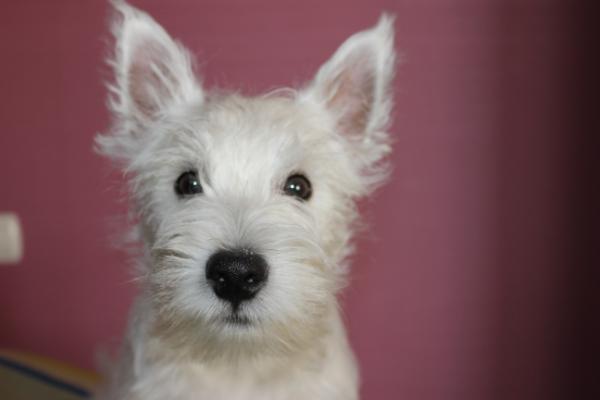 Christopher Little Soulmate | West Highland White Terrier 