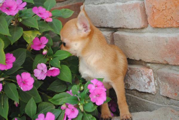 Samba De Indicami | Chihuahua 