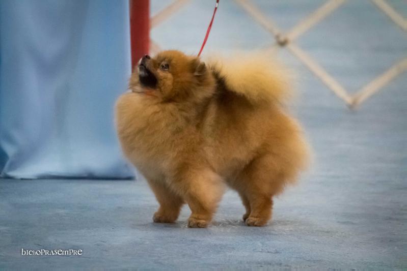 Oakwood's Chase The Dream | Pomeranian 