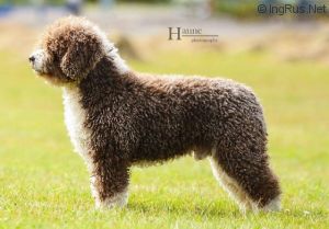 Zorrazo Zeus | Spanish Water Dog 