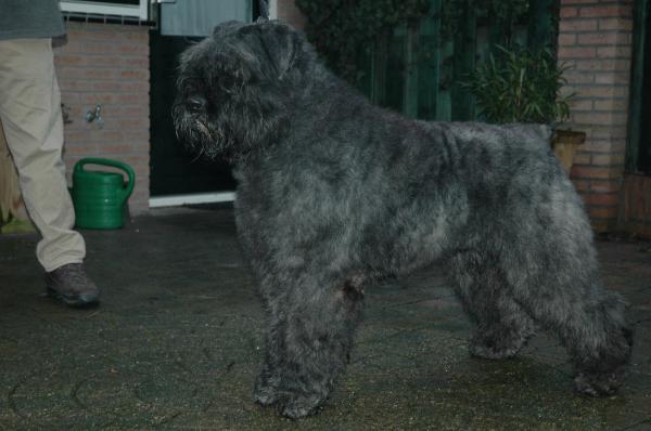 Kendo Miba v.d. Nevelhoeve | Bouvier des Flandres 