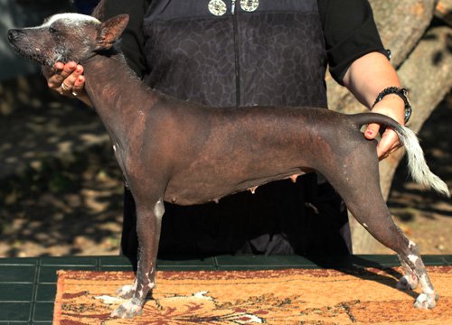 Shiva Mechta Zhyzny | Xoloitzcuintli 