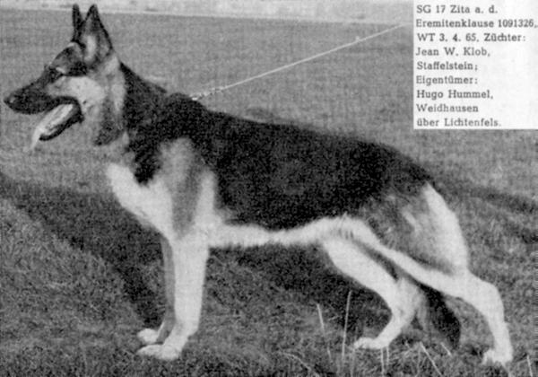 Zita aus der Eremitenklause | German Shepherd Dog 