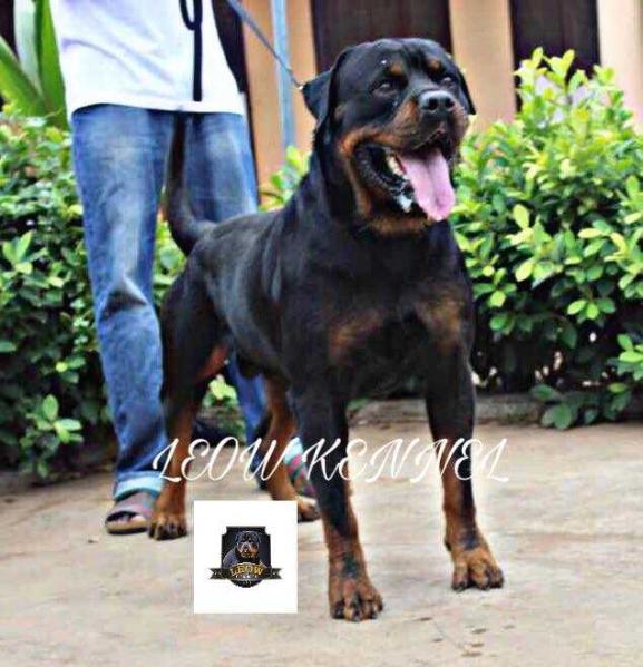 diego maradona s berega turi | Rottweiler 