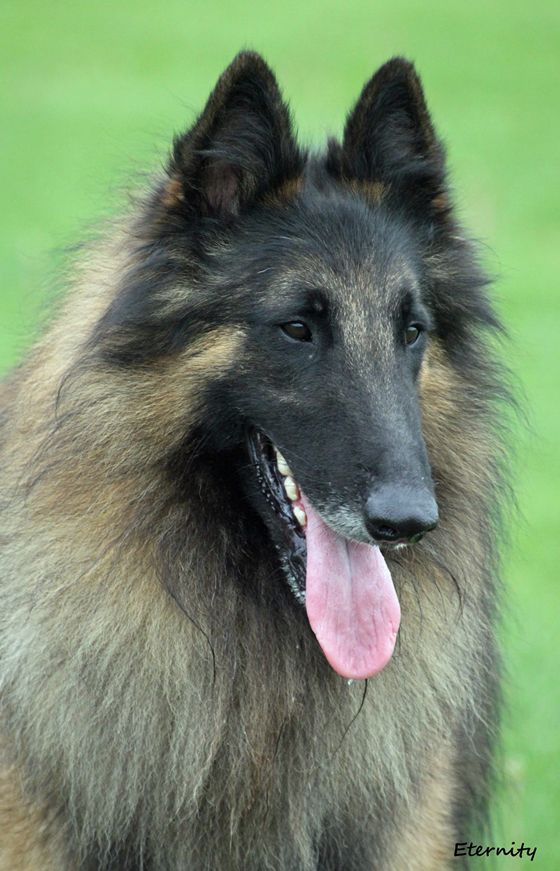 Kiosan's RAMSES | Belgian Tervuren 