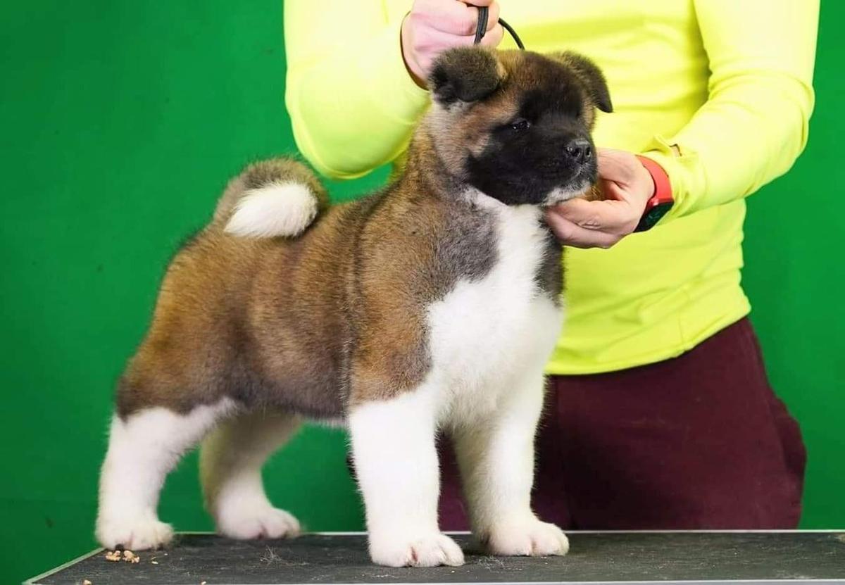 Ruthdales Mighty Magni | Akita 