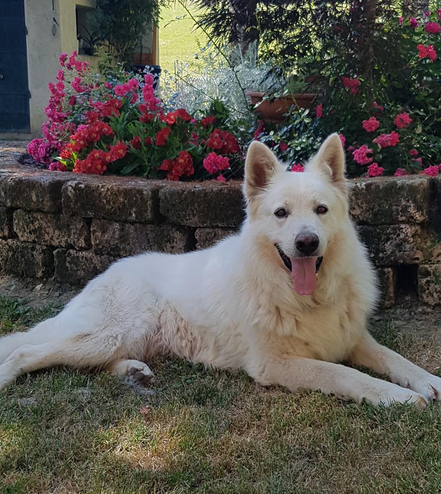 Urik Vento del Branco Selvaggio | White Swiss Shepherd Dog 