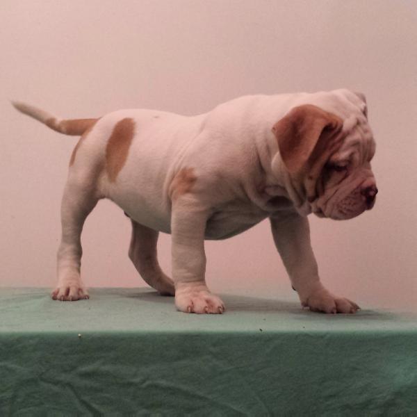 Bulldog Clan Kronos | American Bulldog 