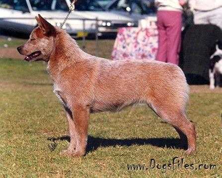 TURRELLA RED ROBIN | Australian Cattle Dog 