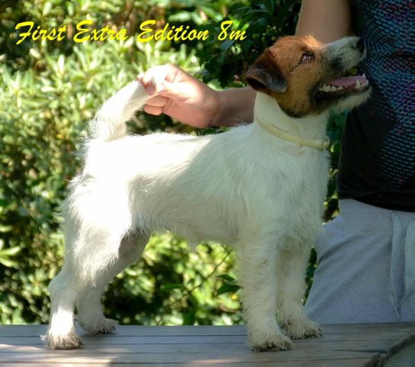 First Extra Edition | Jack Russell Terrier 