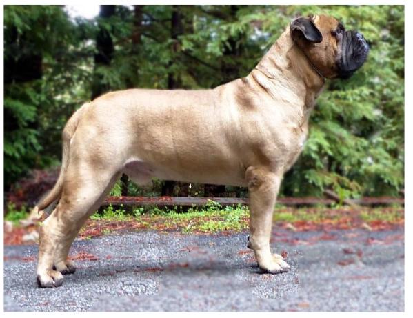 Ridgetop'N marconian easy rider | Bullmastiff 