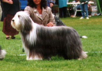 Clic's hip hip hooray | Bearded Collie 