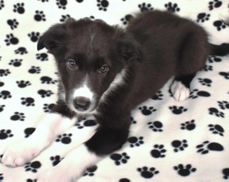 AWE2C Deimos (Jute) | Border Collie 