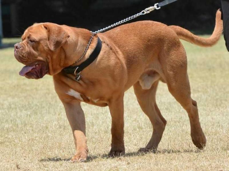 Taureauxroug Baileys on Ice | Dogue de Bordeaux 