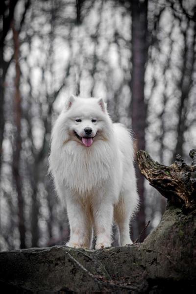 Dunblane Deejay Jazzper | Samoyed 