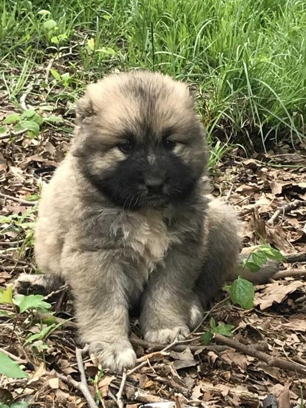 Catonka Sila V Krovi | Caucasian Mountain Dog 