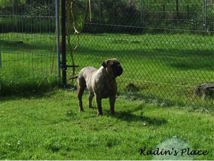 Gata Van de Bullhoeve | Bullmastiff 