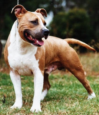 Lyntiki Home Boy | American Staffordshire Terrier 