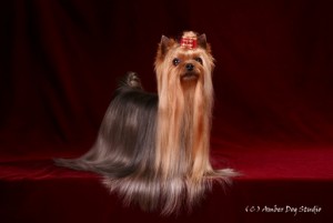 Durrer'S Ambassador | Yorkshire Terrier 