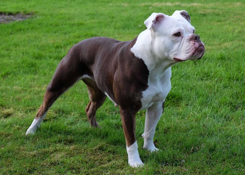 Bullseye's Pixie | Olde English Bulldogge 