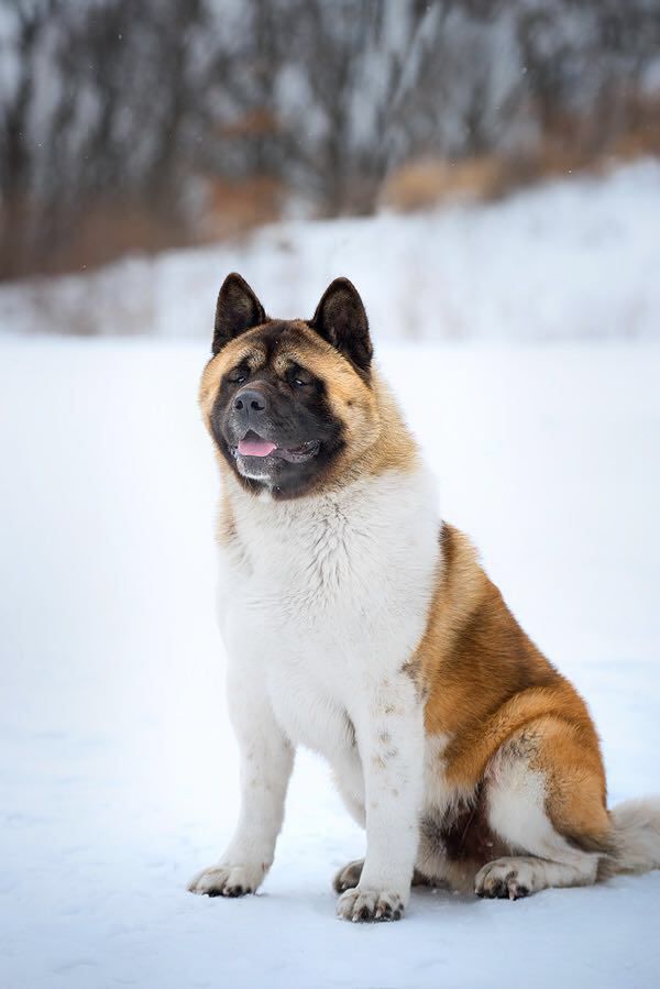 NativeBear Iskander | Akita 