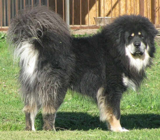 Argus Burhan Dlja Like Vizhe Trel | Tibetan Mastiff 