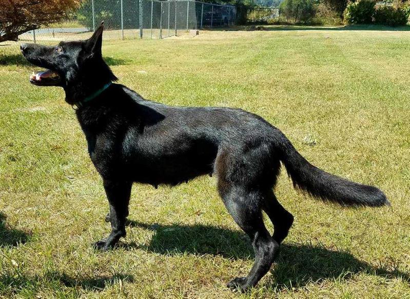 Daska STASI | German Shepherd Dog 