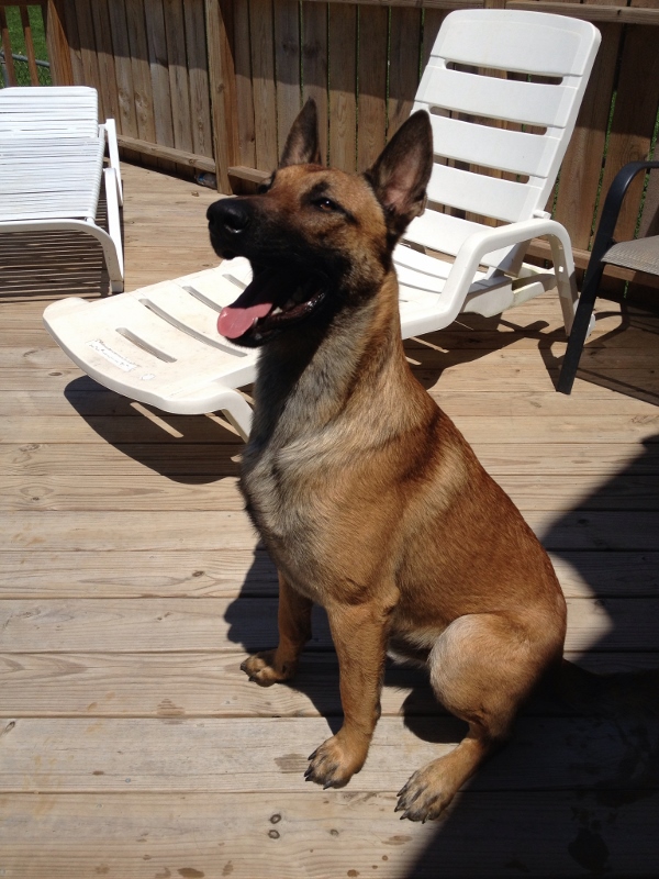 Camelot's Grimm Reaper | Belgian Malinois 