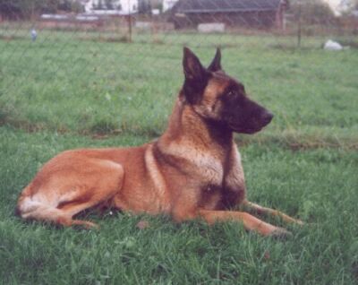 Caty Malidaj | Belgian Malinois 