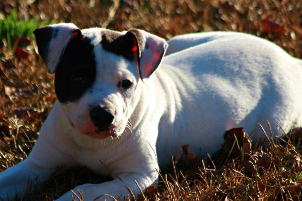 Bionic's Ace of Race City AB's | American Bulldog 