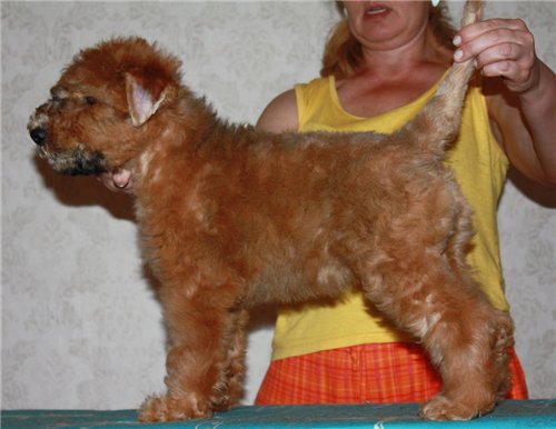 Glad Heart | Soft Coated Wheaten Terrier 