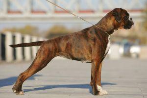 Kenlend Box Zhamelia | Boxer 