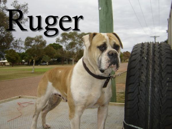 Antoidemaler's Ruger | American Bulldog 